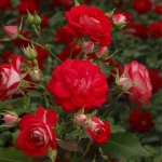 Rosige Landdrostei / Розіге Ланддростай